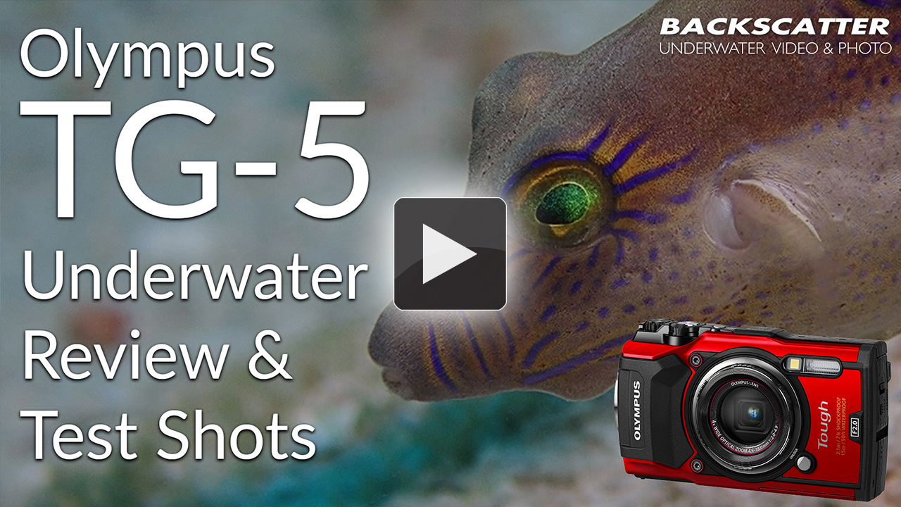 Adviseur Recreatie Onderdompeling Olympus Tough TG-5 Underwater Review - The Digital Shootout