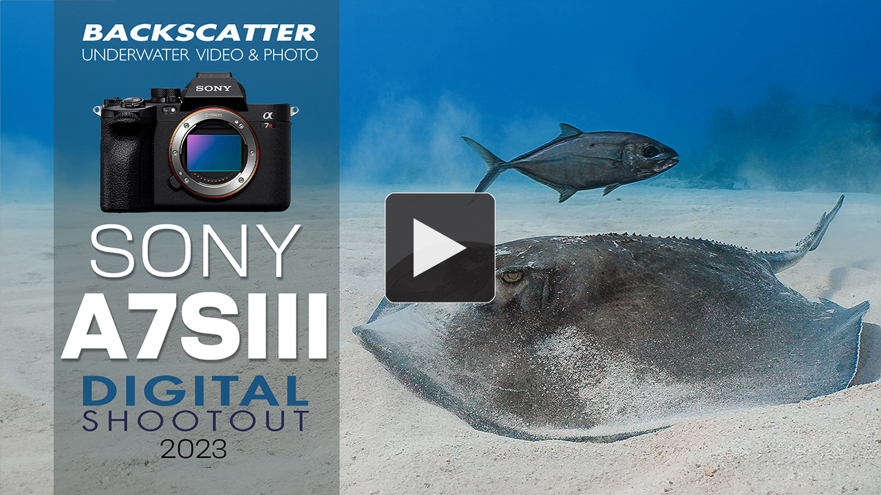 Sony a7R III Underwater Camera Review - Underwater Photography - Backscatter